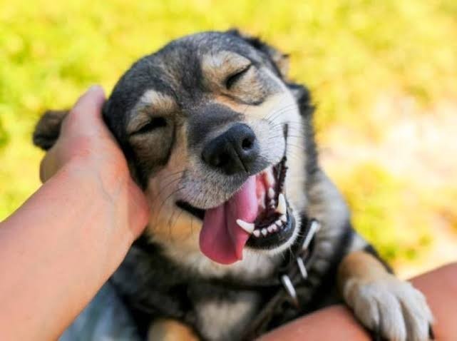 Köpekleri seviyor musunuz?