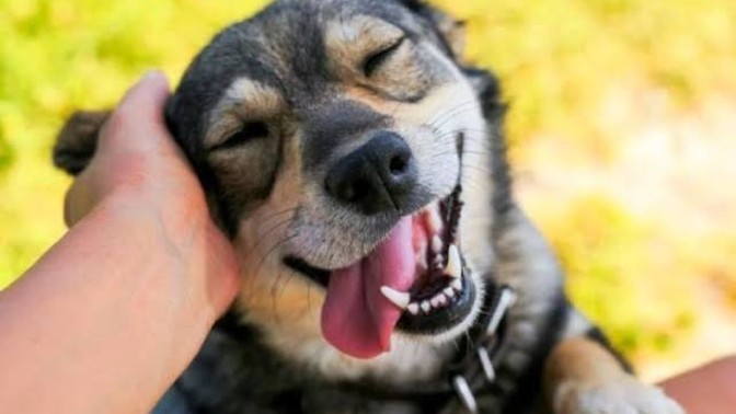 Köpekleri seviyor musunuz?