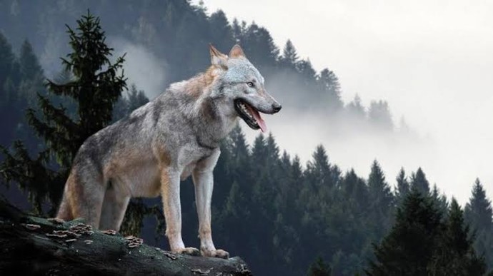 Köpeklerde kıskançlık neden olur, nasıl geçer?