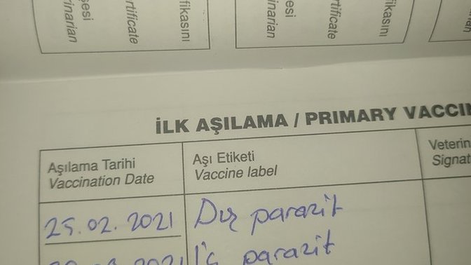 Kedinin iç-dış parazit aşısı kaç aydan aya yapılmalı?