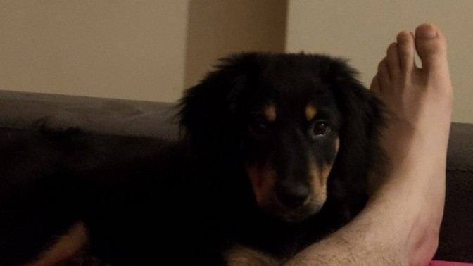 Arkadaşlar köpeğim ayak fetişisti mi?