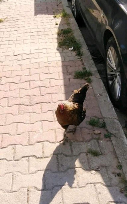 Arkadaşlar bu penguen mi?