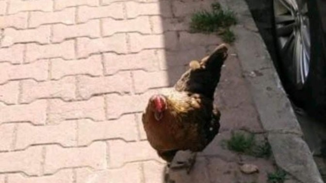 Arkadaşlar bu penguen mi?