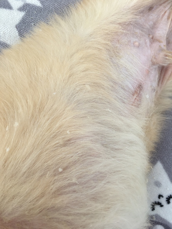 Yavru köpekte kepeklenme neden olur?