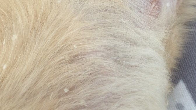 Yavru köpekte kepeklenme neden olur?