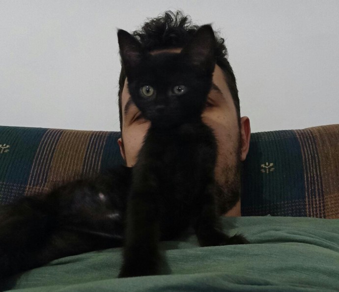 Sokakta sevip uzaklaştığınız kedi kapınıza gelse, eve alır mısınız😂😂?