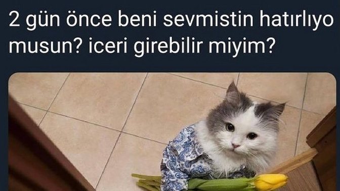 Sokakta sevip uzaklaştığınız kedi kapınıza gelse, eve alır mısınız😂😂?