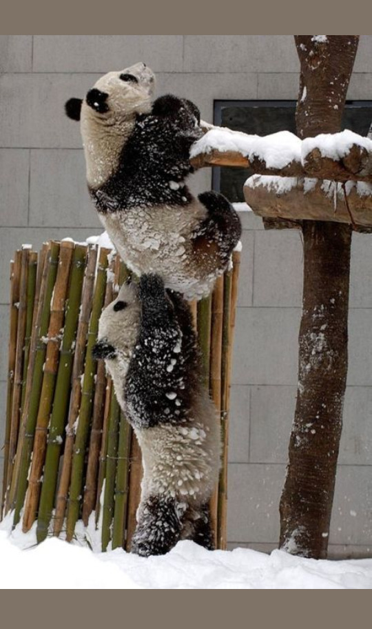 Bugünlerde beni en çok panda resimleri mutlu ediyor bir panda evlatlık edinebilsem ne güzel olur😄