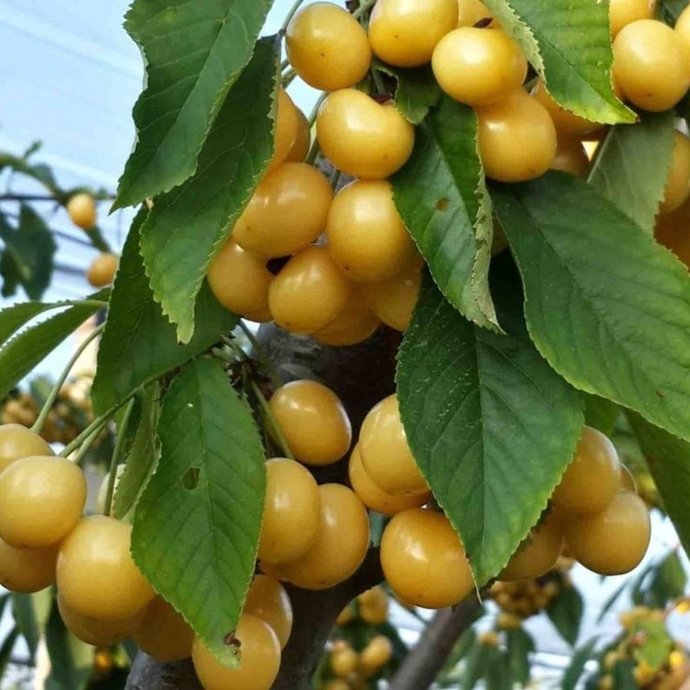 Tercihini hangisinden yana kullanıyorsun Al kiraz mı Sarı kiraz mı Napolyon kiraz mı?