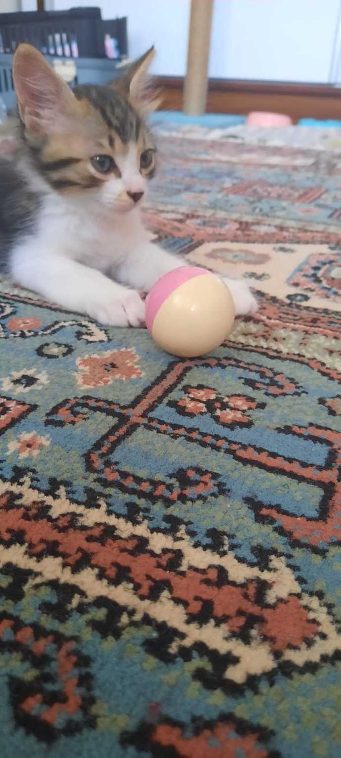 Kedileri sevdiğim kadar seveceğim bir beyefendiyi nasıl bulabilirim?
