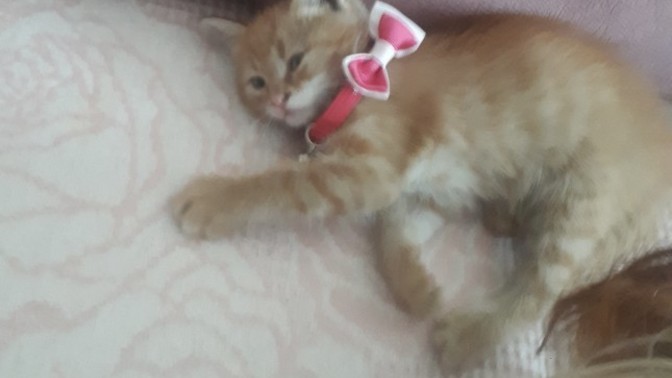 İlk kez kedi sahiplenen birinin bilmesi gereken şeyler nelerdir?