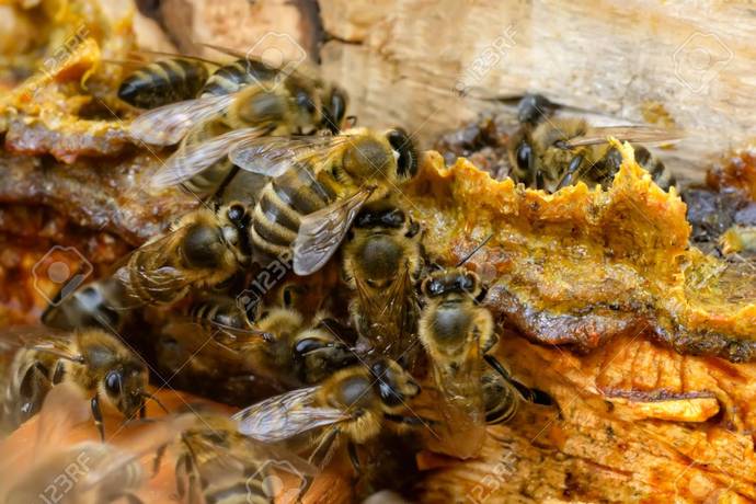 Bi'Bilen Aslı Elif Tanuğur Samancı'nın ginseng propolis vitamin setini kazanmak ister misin KScan 🐝?