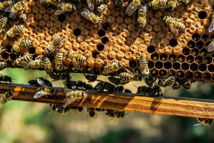 Bi'Bilen Aslı Elif Tanuğur Samancı'nın ginseng propolis vitamin setini kazanmak ister misin KScan 🐝?