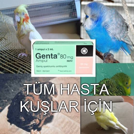 Muhabbet kuşum hasta , veteriner bakmıyor. Ne yapabiliriz?