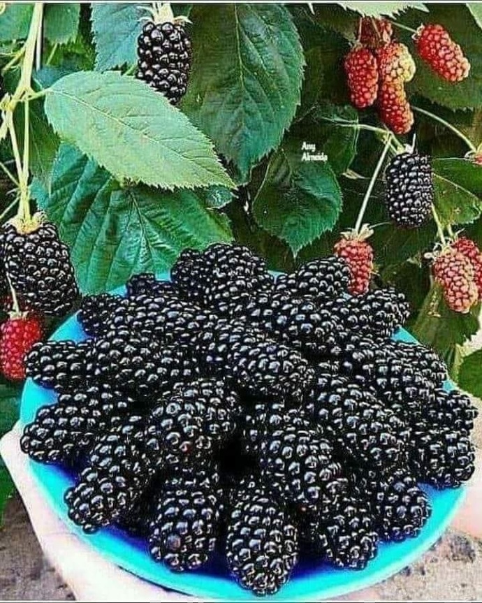 Aşı böğürtlen..