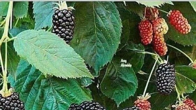 Var mı seven 😀?
