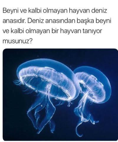 Esk sevgilinisi bir hayvana benzetseniz bu hangisi olurdu?
