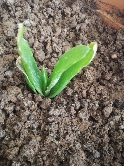 Aloe veram neden büyümüyor?