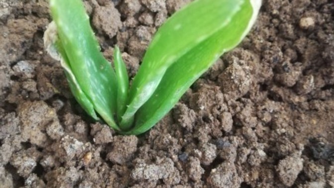 Aloe veram neden büyümüyor?