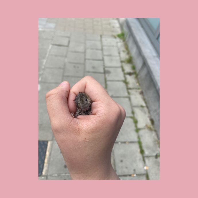 Ne bulduğuma bakın, çok tatlı değil mi?