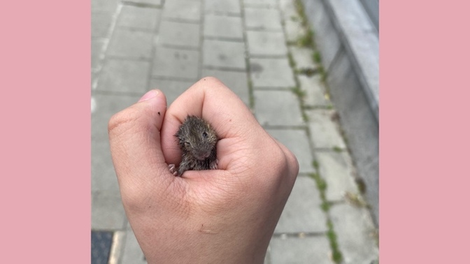 Ne bulduğuma bakın, çok tatlı değil mi?