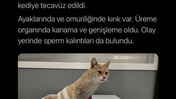 Dünyanın çivisi çıkmış artık?