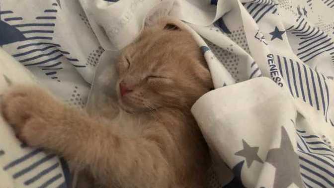 Kedi beni sürekli uyurken rahatsız ediyor, nasıl kurtulurum?