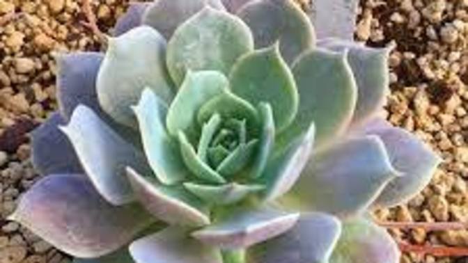 Echeveria sukulentine unlu bit bulaştı, unlu bitle nasıl başa çıkabilirim?