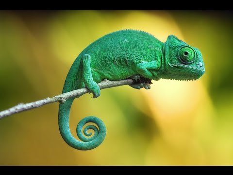 Yatakta ki seni bir hayvana benzetecek olsaydın bu hangi hayvan olurdu🐅 ?