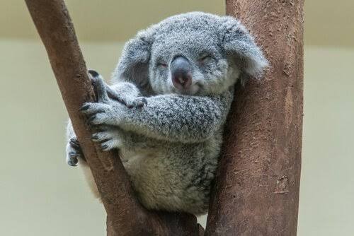 Yatakta ki seni bir hayvana benzetecek olsaydın bu hangi hayvan olurdu🐅 ?