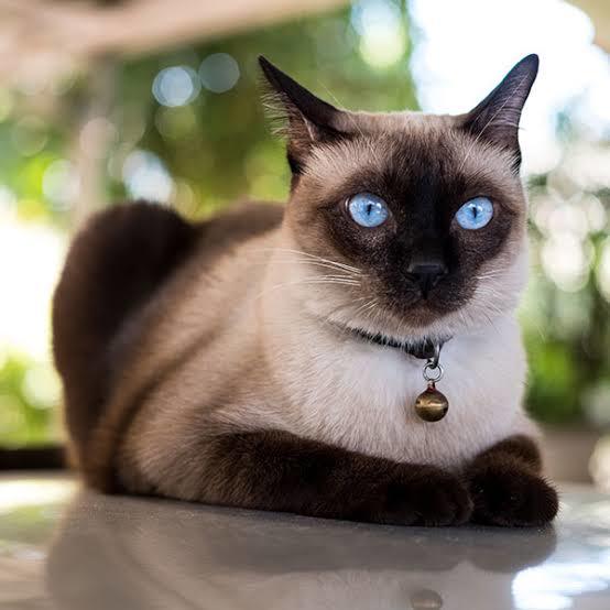 Evinize evcil bir kedi almak istersiniz hangi cinsini almak istersiniz?