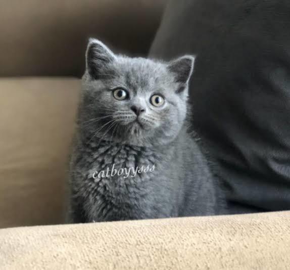 Evinize evcil bir kedi almak istersiniz hangi cinsini almak istersiniz?