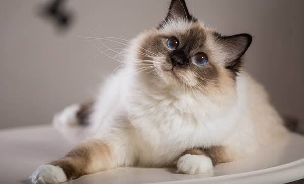 Evinize evcil bir kedi almak istersiniz hangi cinsini almak istersiniz?