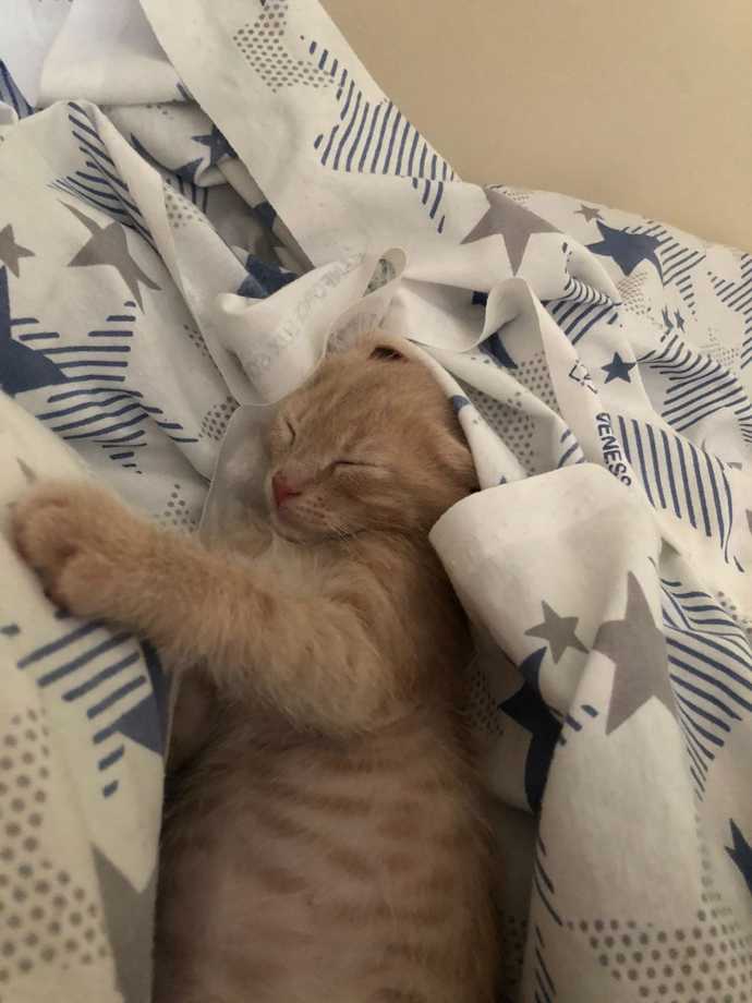 Evinize evcil bir kedi almak istersiniz hangi cinsini almak istersiniz?