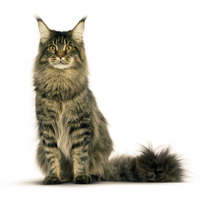 Evinize evcil bir kedi almak istersiniz hangi cinsini almak istersiniz?