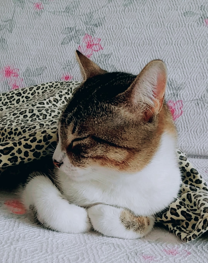 Evinize evcil bir kedi almak istersiniz hangi cinsini almak istersiniz?