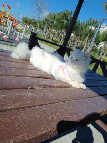 Evinize evcil bir kedi almak istersiniz hangi cinsini almak istersiniz?