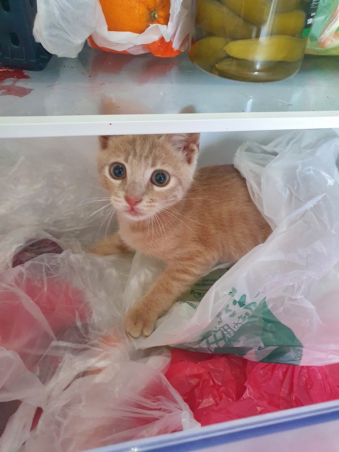 Evinize evcil bir kedi almak istersiniz hangi cinsini almak istersiniz?