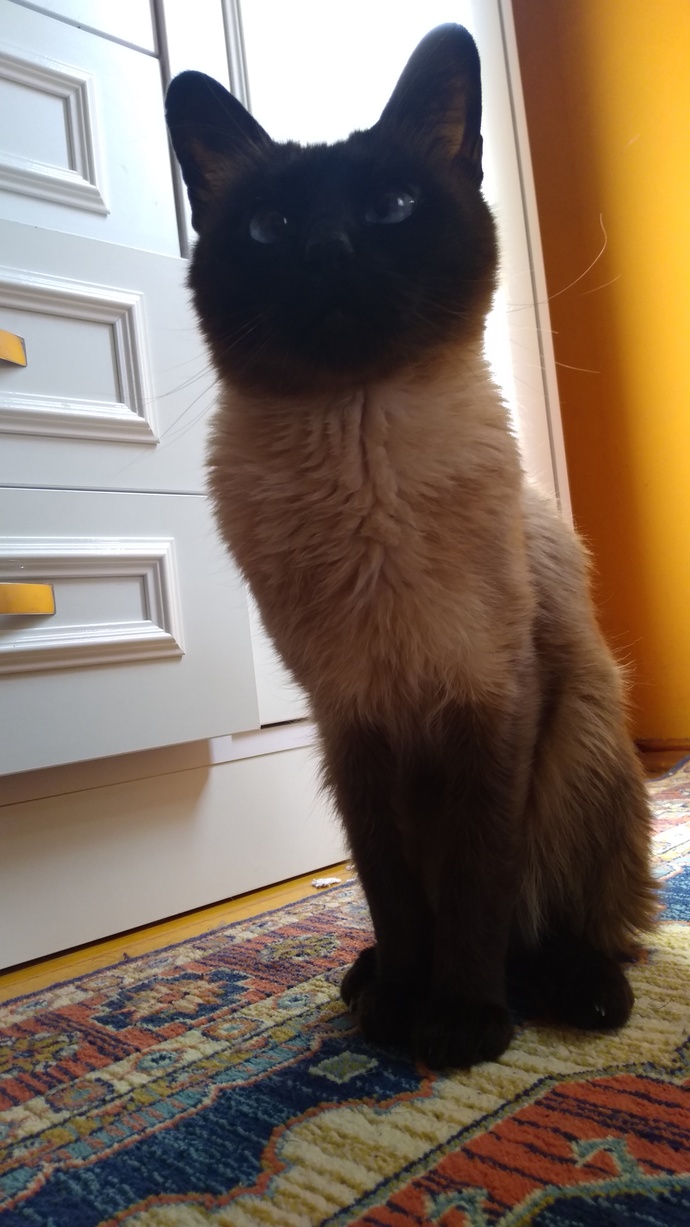 Kedi besleyecek olsanız uzun tüylü kedi mi, kısa tüylü kedi mi, yoksa tüysüz kedi mi tercih edersiniz?