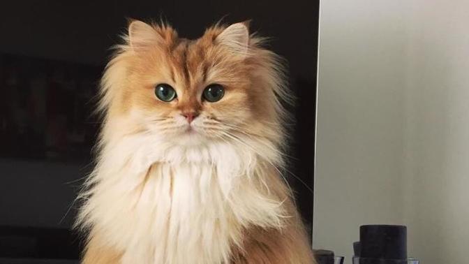 Kedi besleyecek olsanız uzun tüylü kedi mi, kısa tüylü kedi mi, yoksa tüysüz kedi mi tercih edersiniz?
