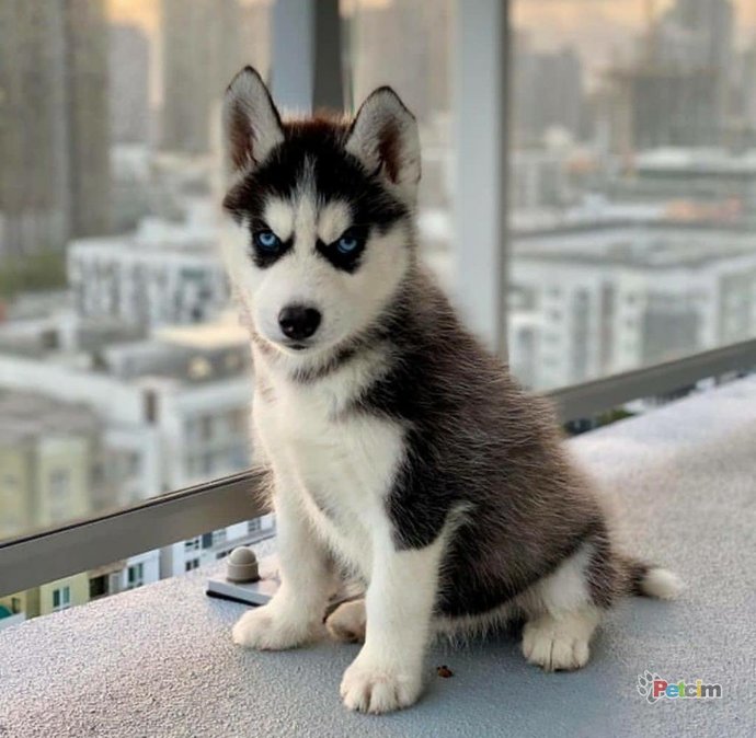 Bir köpeğiniz olmasını isteseydiniz bu hangi cins olurdu?