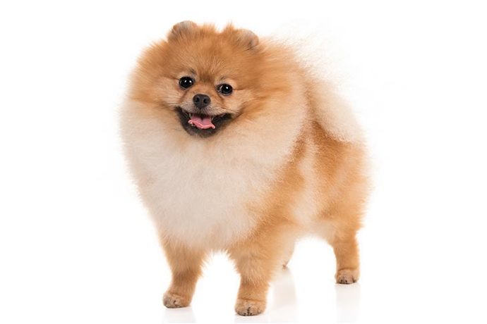 Bir köpeğiniz olmasını isteseydiniz bu hangi cins olurdu?