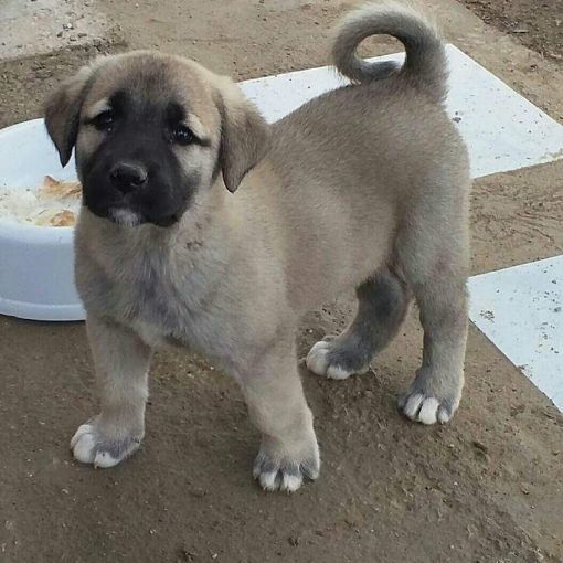 Bir köpeğiniz olmasını isteseydiniz bu hangi cins olurdu?