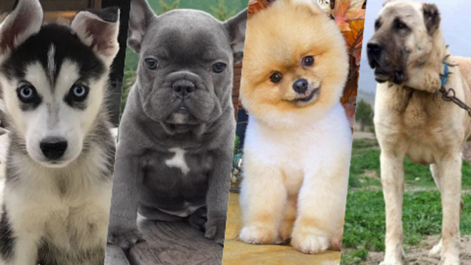 Bir köpeğiniz olmasını isteseydiniz bu hangi cins olurdu?