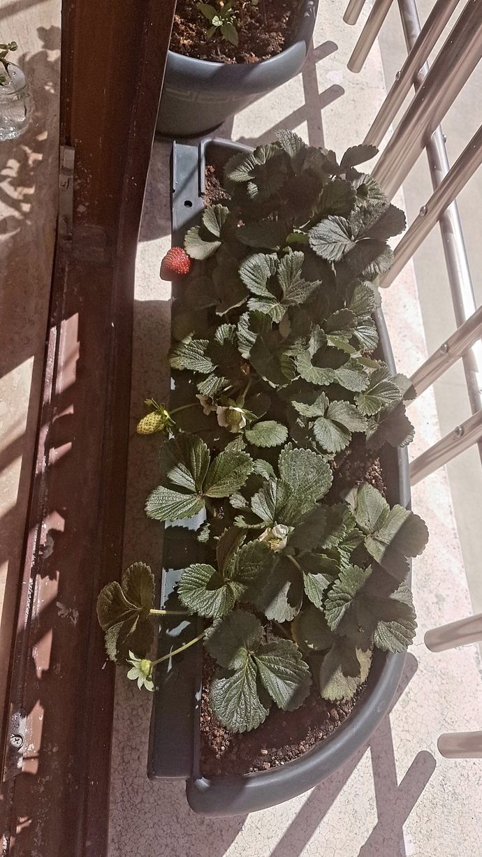 Bende evde Tarıma sardım hic ilgim yoktu karantinaya kadar.