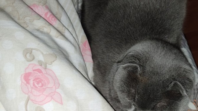 Sürekli ayağımı ısıran, tırmalayan ve beni uyandıran kedi nasıl vazgeçer?