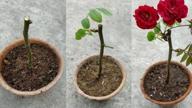 Saksıda gül yetiştiriciliği nasıl yapılmalı? Gül yetiştirirken nelere dikkat etmeliyiz? Ev içerisinde gül yetiştirilir mi?