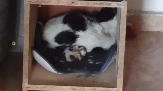 Yavrusunu beslemeyen anne kedi ve yavrusu için ne yapılabilir?
