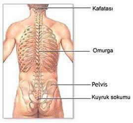 Kuyruk sokumum acıyo?