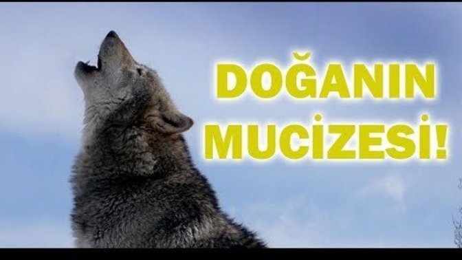 Sizce avcılık tamamen yasaklanmalı mı?